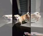 Small Photo #2 Pug Puppy For Sale in Fairfax, VA, USA