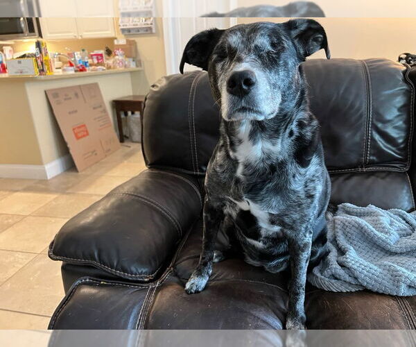 Medium Photo #2 Catahoula Leopard Dog-Labrador Retriever Mix Puppy For Sale in Royal Palm Beach, FL, USA