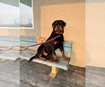 Small #10 Rottweiler