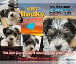 Image preview for Ad Listing. Nickname: Rocky