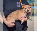 Small Photo #2 Dachshund-Unknown Mix Puppy For Sale in Huntley, IL, USA