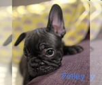 Small Photo #13 Faux Frenchbo Bulldog-French Bulldog Mix Puppy For Sale in HOODSPORT, WA, USA