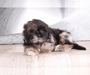 ShihPoo Puppy for sale in WESTPOINT, IN, USA