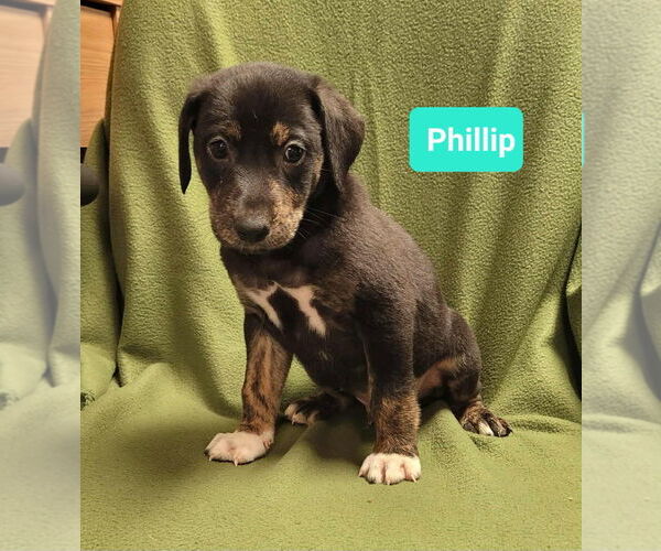 Medium Photo #2 Mutt Puppy For Sale in Richmond, IN, USA