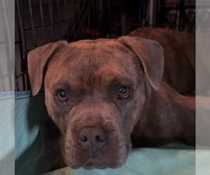 Mother of the American Bully-French Bulldog Mix puppies born on 05/21/2026