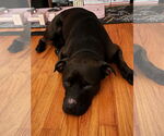 Small American Pit Bull Terrier-Chinese Shar-Pei Mix