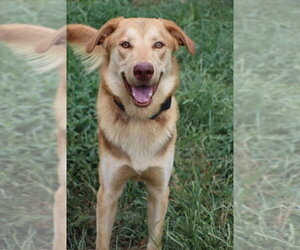 Golden Labrador Dogs for adoption in garner, NC, USA
