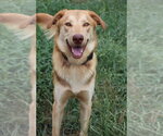 Tanner - Male Golden Labrador Dog for Adoption - Small photo