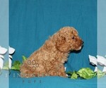Small #3 Goldendoodle (Miniature)