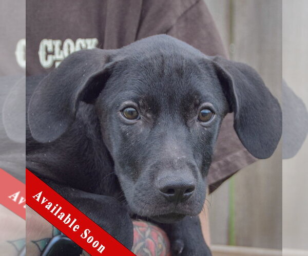 Medium Photo #1 Labralas Puppy For Sale in Huntley, IL, USA