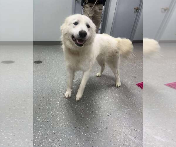 Medium Photo #2 Great Pyrenees Puppy For Sale in Croydon, NH, USA