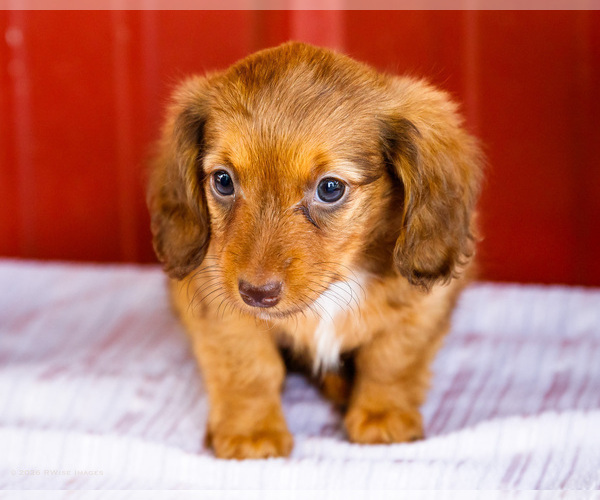 Medium Photo #26 Dachshund Puppy For Sale in WAKARUSA, IN, USA