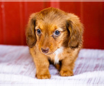 Small #7 Dachshund