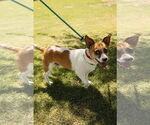Small #4 Chi-Corgi