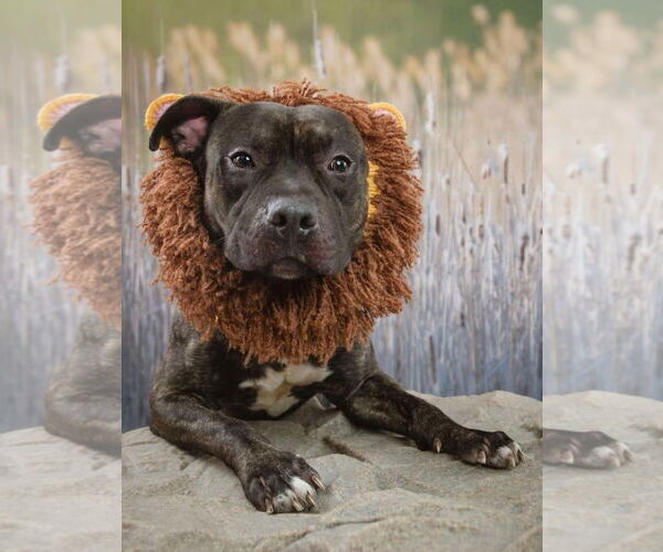 Medium Photo #11 American Pit Bull Terrier-Unknown Mix Puppy For Sale in Germantown, OH, USA