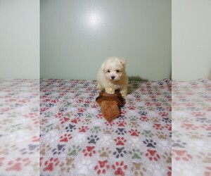 Maltese Puppy for Sale in COOKEVILLE, Tennessee USA
