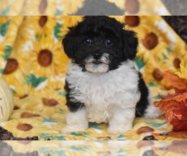 Medium Photo #4 Poochon Puppy For Sale in ELDORADO, OH, USA
