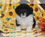 Small #3 Poochon
