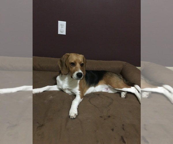 Medium Photo #2 Beagle Puppy For Sale in NAPOLEON, OH, USA