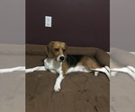 Small Photo #2 Beagle Puppy For Sale in NAPOLEON, OH, USA