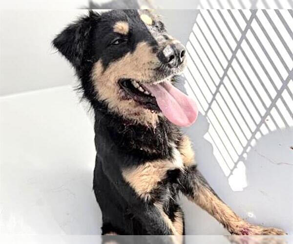 Medium Photo #2 Australian Shepherd-Unknown Mix Puppy For Sale in Houston, TX, USA