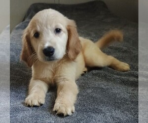 Golden Retriever Puppy for sale in POMONA PARK, FL, USA