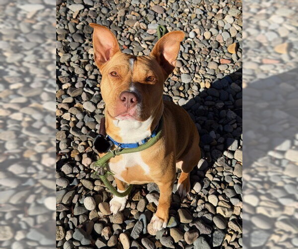 Medium Photo #1 American Staffordshire Terrier-Unknown Mix Puppy For Sale in Berkeley, CA, USA