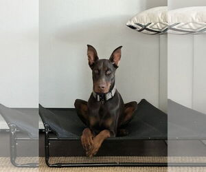 Doberman Pinscher Dogs for adoption in Buffalo, MN, USA