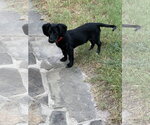 Small #1 Dachshund Mix