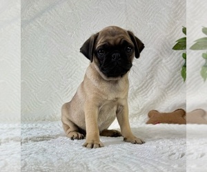 Pug Puppy for sale in GREENFIELD, IN, USA