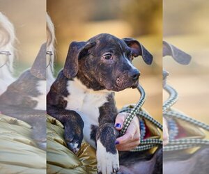 Boston Terrier-Labrador Retriever Mix Dogs for adoption in Mt. Laurel, NJ, USA
