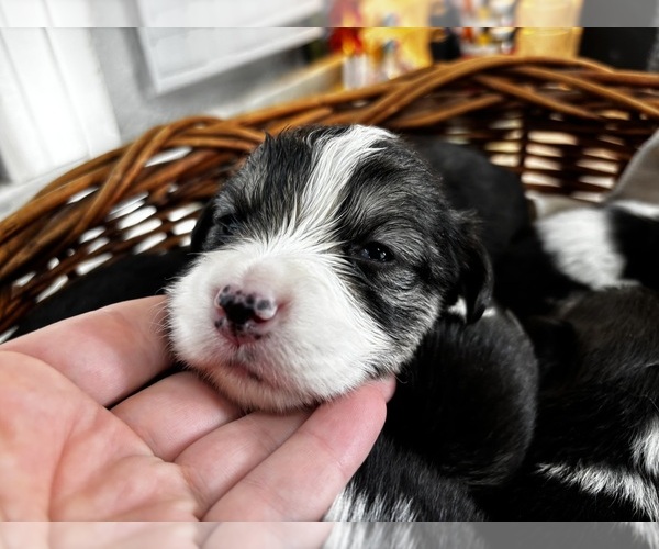 Medium Photo #3 Pembroke Welsh Corgi Puppy For Sale in COBLESKILL, NY, USA