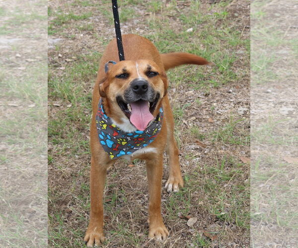 Medium Photo #1 Black Mouth Cur-Labrador Retriever Mix Puppy For Sale in Bandera, TX, USA