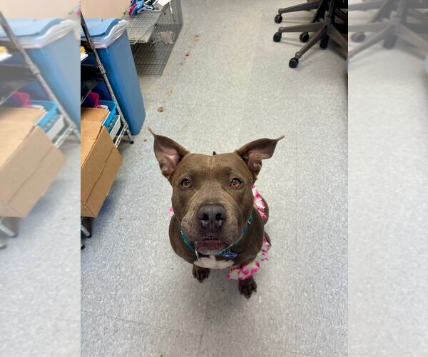 Medium Photo #40 American Staffordshire Terrier Puppy For Sale in Sayreville, NJ, NJ, USA