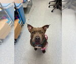 Small #39 American Staffordshire Terrier