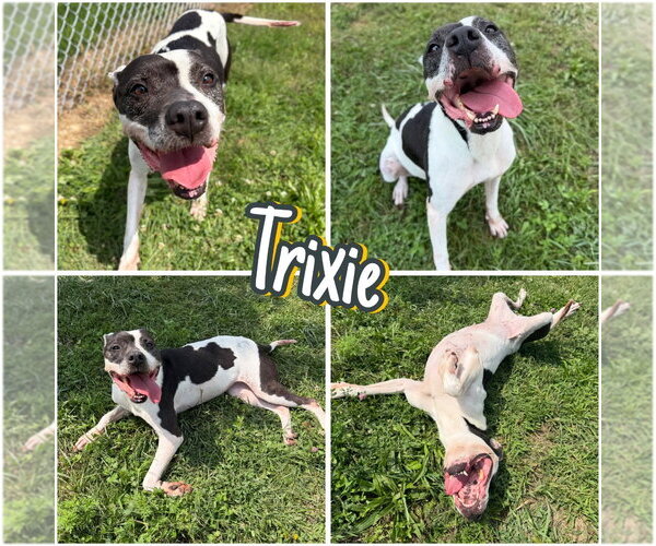 Medium Photo #2 American Staffordshire Terrier Puppy For Sale in Pierceton , IN, USA