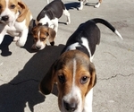 Small Photo #4 Beagle Puppy For Sale in BALDWIN PARK, CA, USA