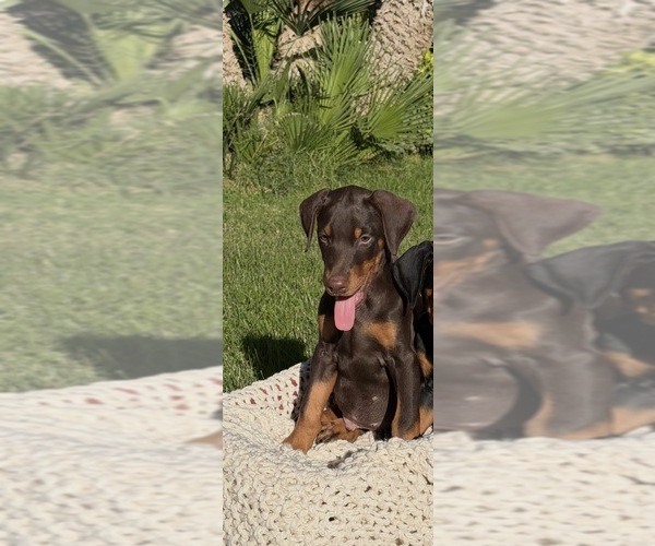 Medium Photo #2 Doberman Pinscher Puppy For Sale in HENDERSON, NV, USA