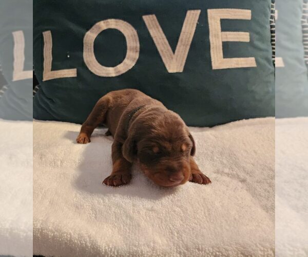 Medium Photo #2 Doberman Pinscher Puppy For Sale in CORAL SPRINGS, FL, USA