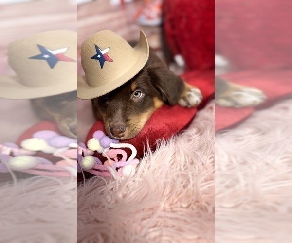 Medium Photo #2 Australian Shepherd Puppy For Sale in NEW BRAUNFELS, TX, USA