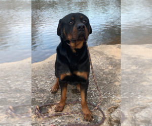Rottweiler-Unknown Mix Dogs for adoption in Decatur, GA, USA