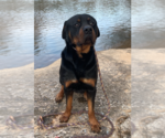 Small Rottweiler Mix