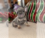 Puppy Trolli French Bulldog