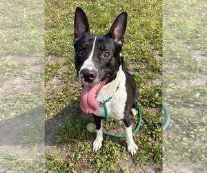 Allegra - Female Labrador Retriever Dog for Adoption - Photo #2