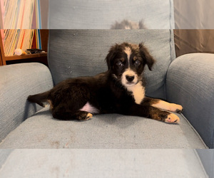 Miniature Australian Shepherd Puppy for sale in LONGVIEW, WA, USA