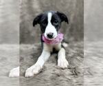 Small #3 Australian Shepherd Mix