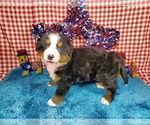 Puppy Belgium Bernese Mountain Dog