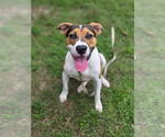 Small #2 American Pit Bull Terrier Mix