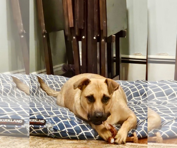 Medium Photo #8 Black Mouth Cur-Unknown Mix Puppy For Sale in Rockaway, NJ, USA
