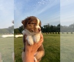 Small Photo #14 Australian Shepherd Puppy For Sale in NILES, MI, USA